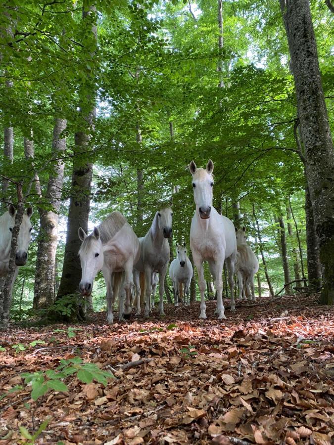 Le Truel Le Domaine De Linars - L'Aile Du Chateauヴィラ エクステリア 写真